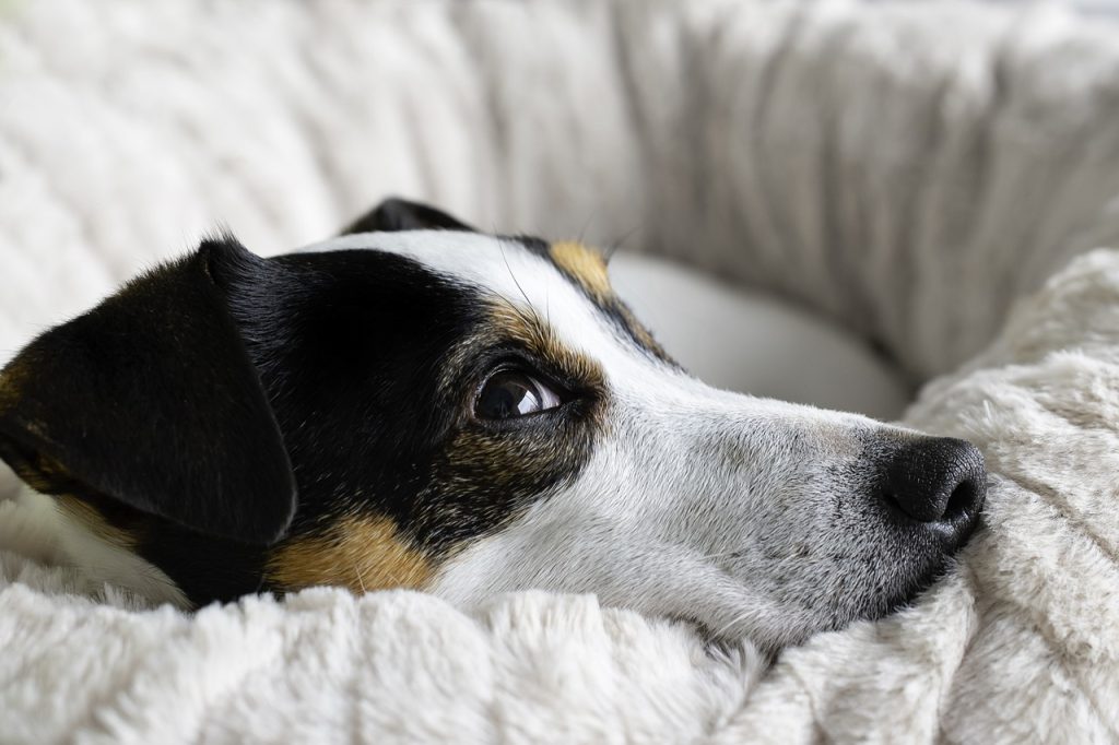 animal, dog, canine-6897849.jpg