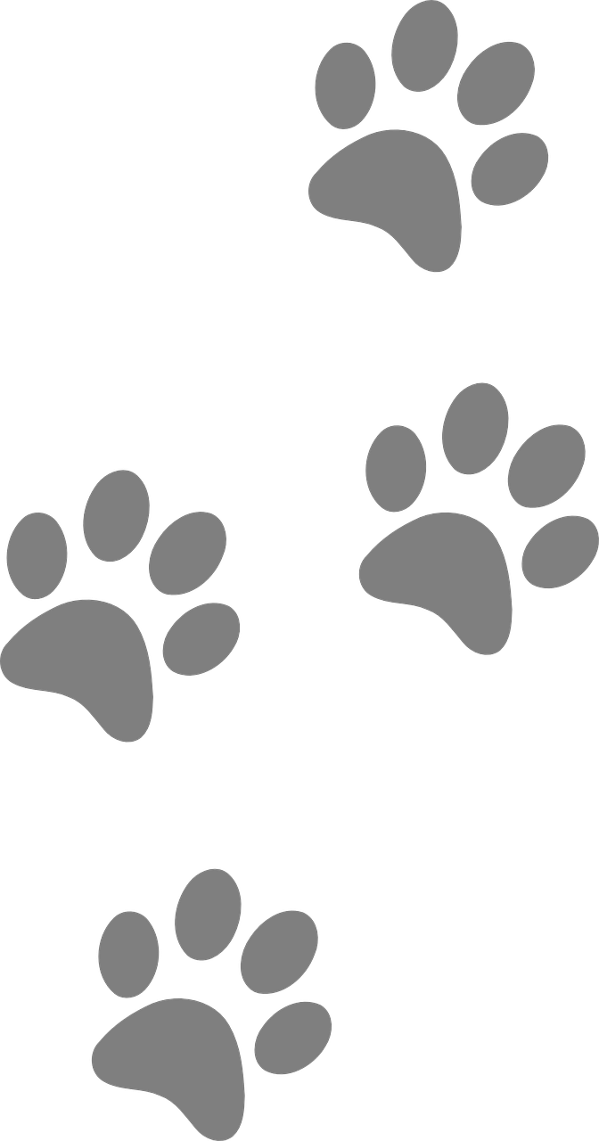 footprints, animal, dog-309158.jpg