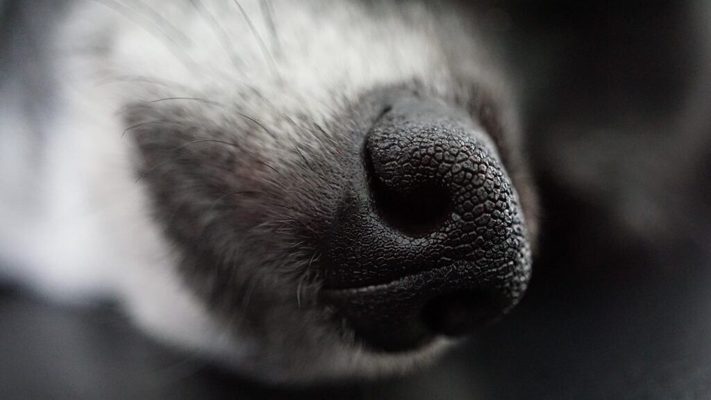 dog, dog nose, dog snout-4398803.jpg